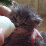 Животные на пристрой! Котята ищут дом