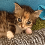 Животные на пристрой! Котята ищут дом