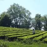 Путешествие выходного дня по окрестностям Сочи