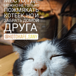 Котокафе в Сочи